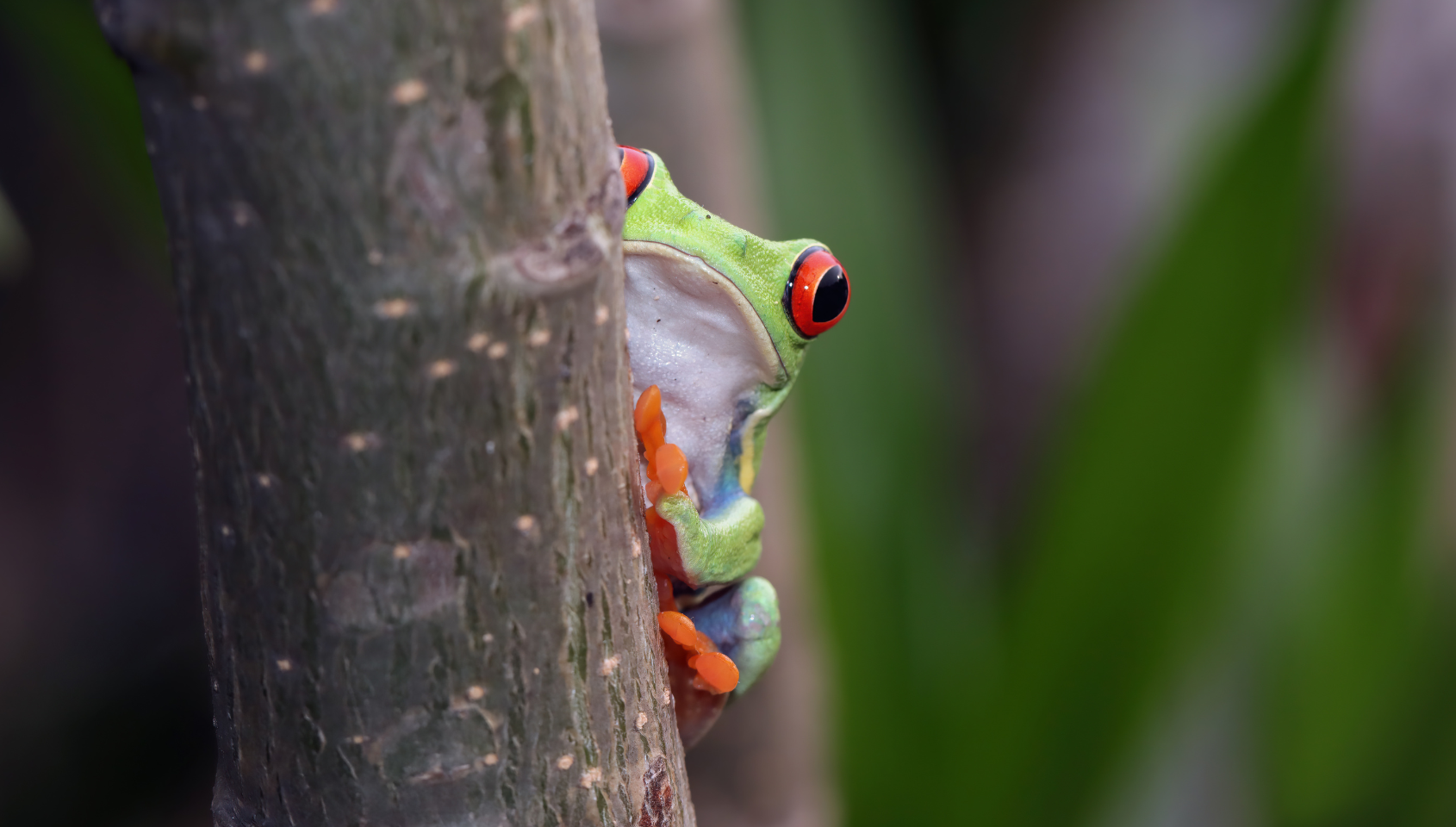 MÁS ALLÁ DEL “PURA VIDA”: COSTA RICA Y EL RETO DE SOSTENER EL SANTUARIO NATURAL
