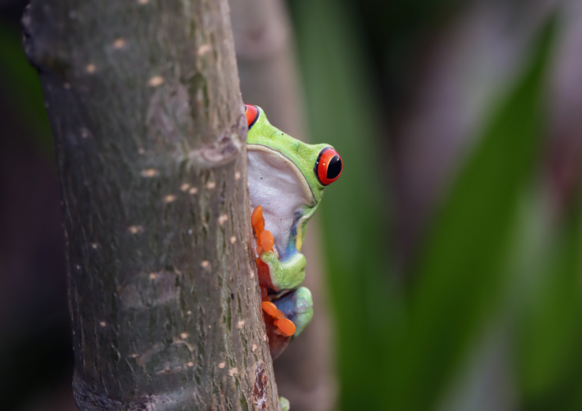 MÁS ALLÁ DEL “PURA VIDA”: COSTA RICA Y EL RETO DE SOSTENER EL SANTUARIO NATURAL